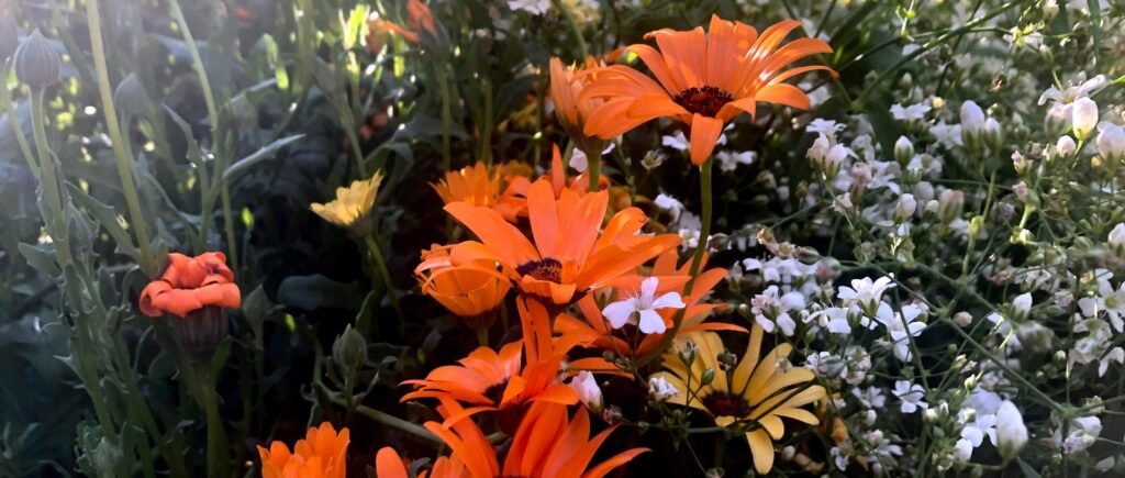 The best flowers to plant