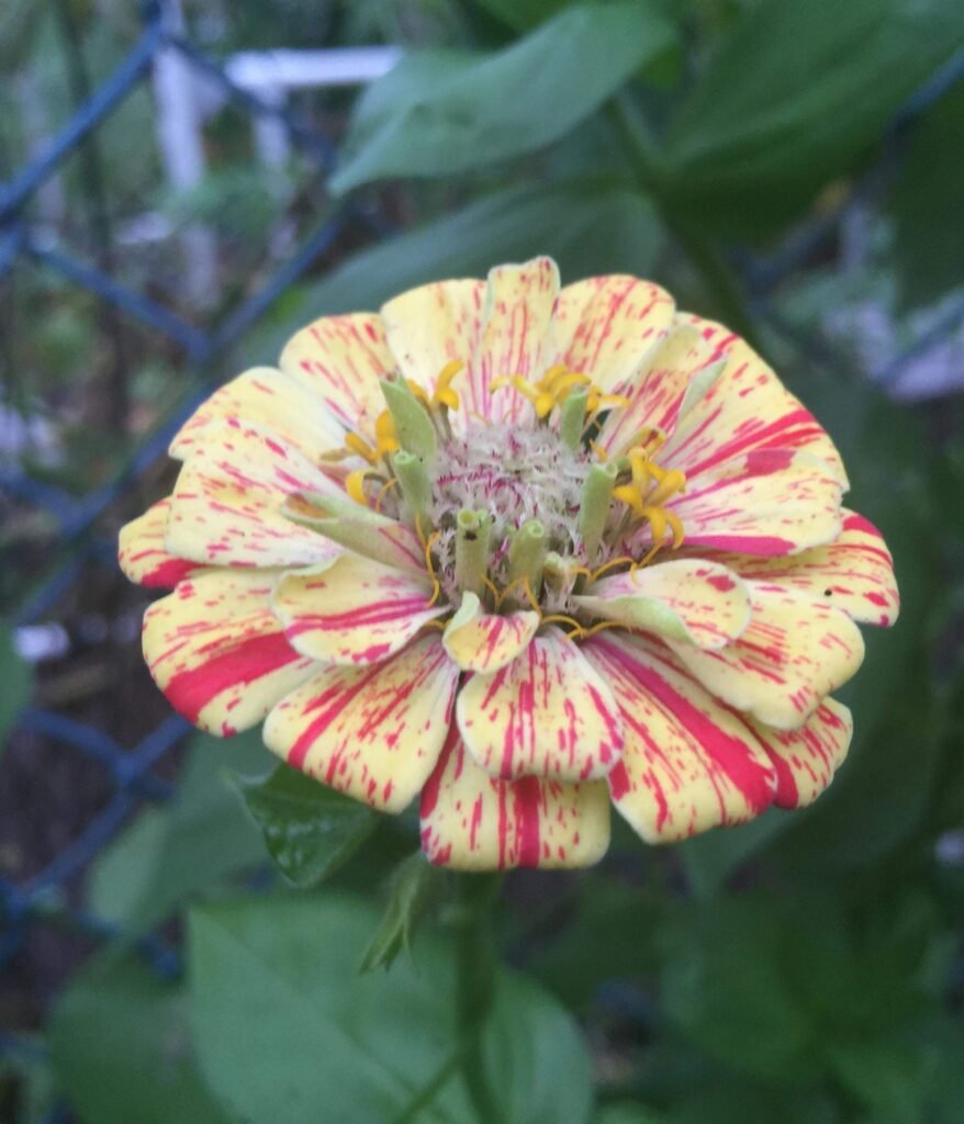 gardening for beginners