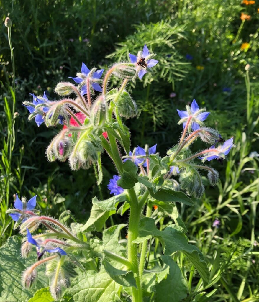 Borage and Bees