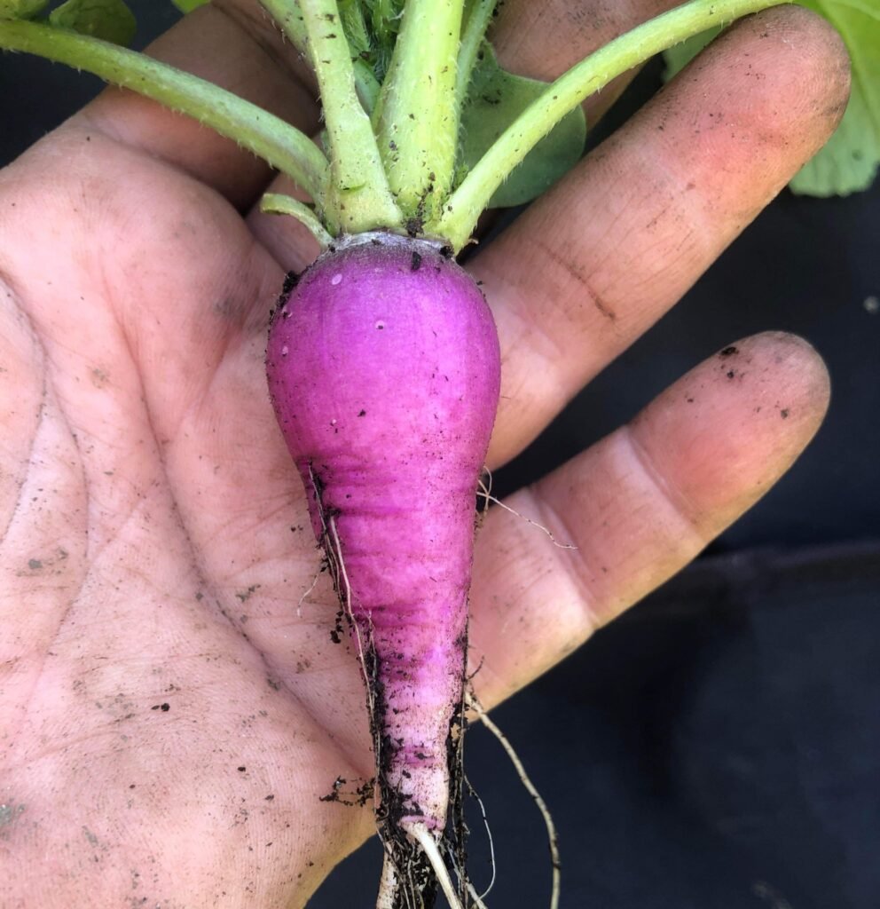 Purple Radishe