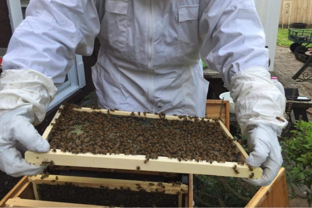Honey bees