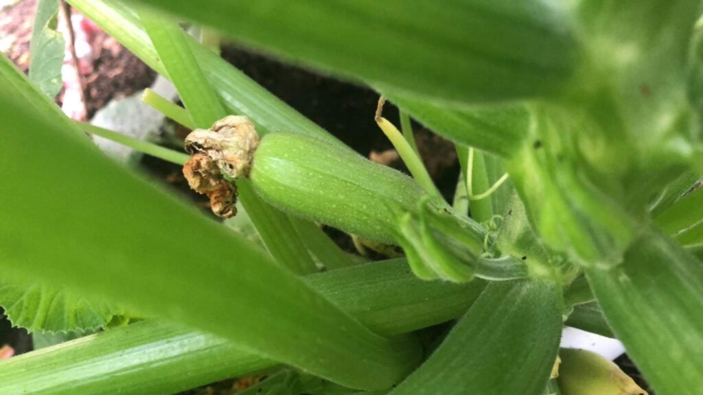 Zucchini