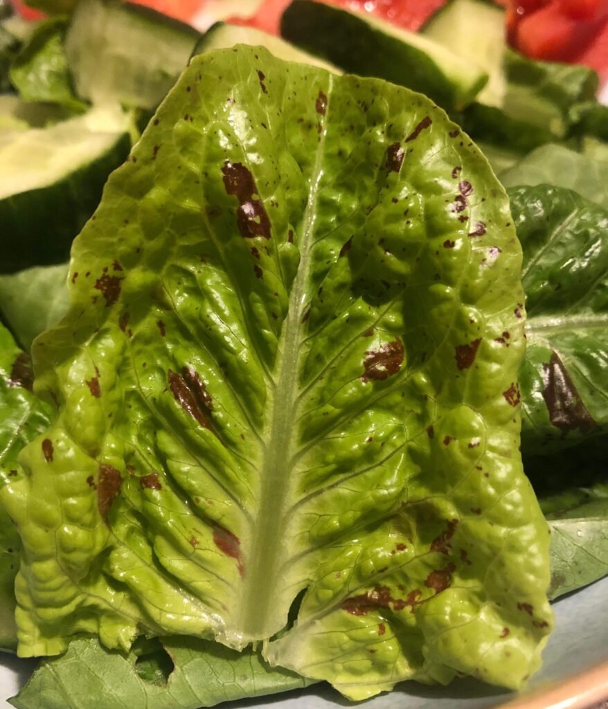 Lettuce