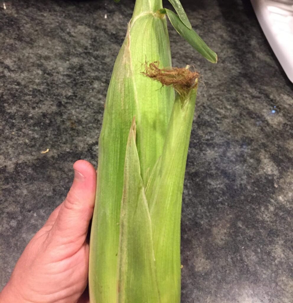 Corn from our garden