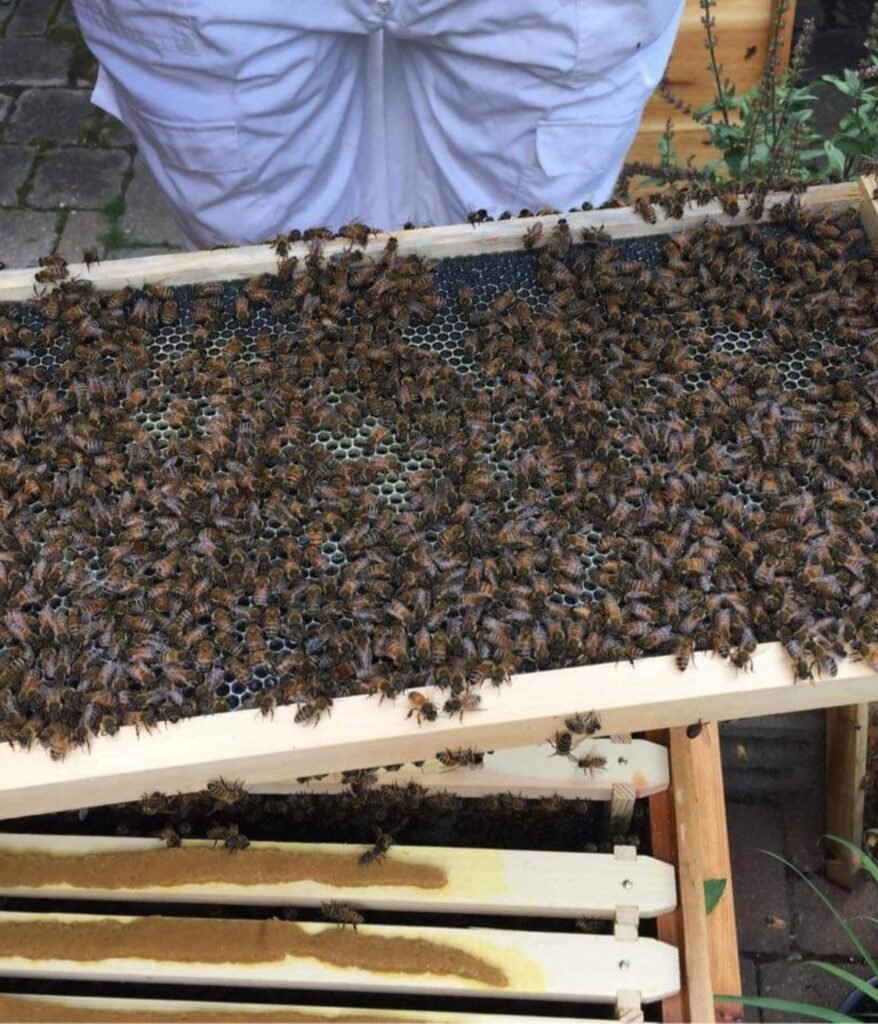 Honey bees