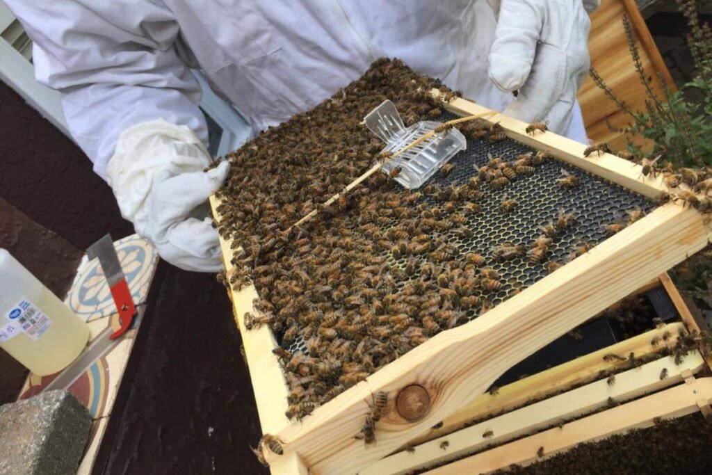 Honey bees