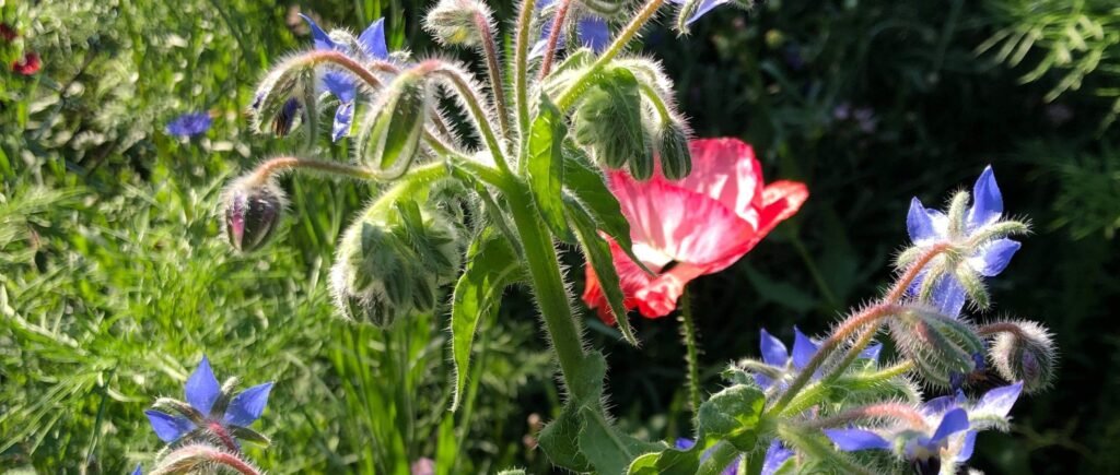 Borage