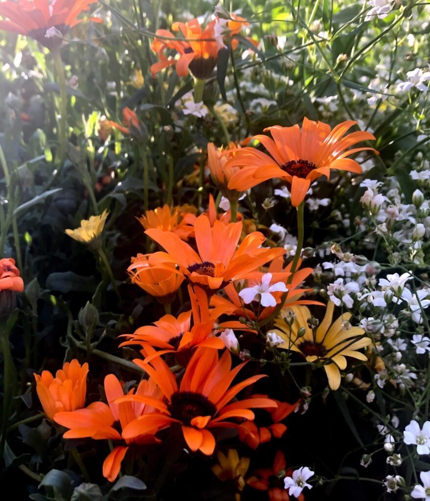 gardening for beginners