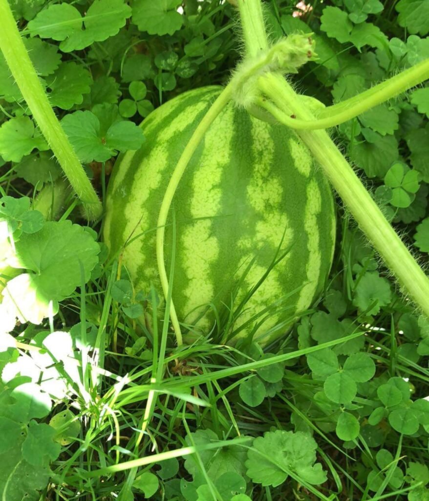 Watermelon From Our garden