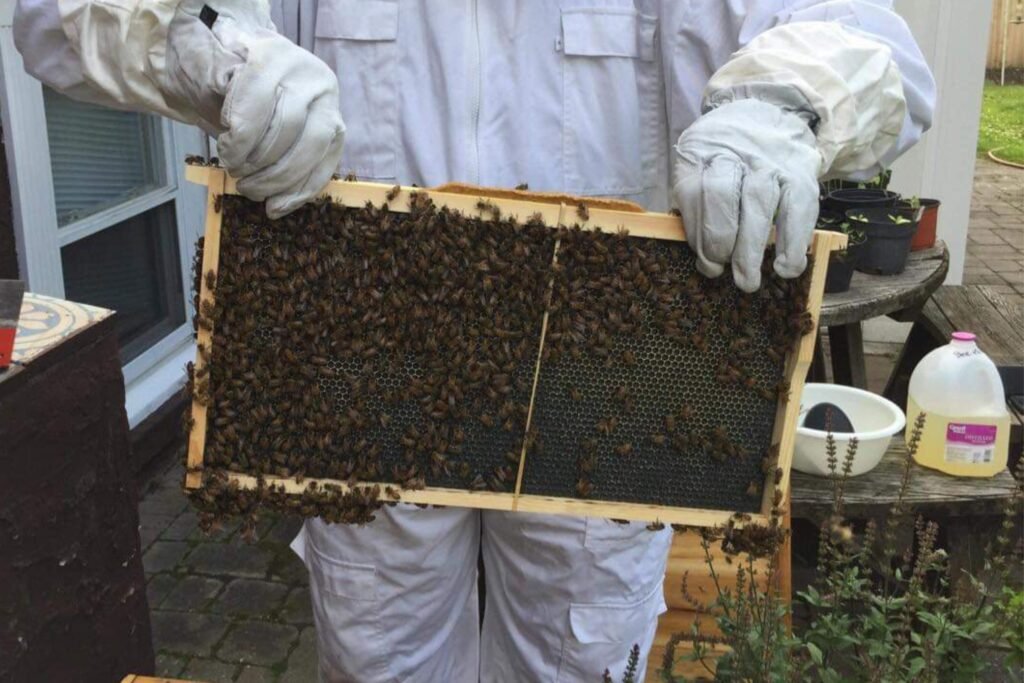 Honey bees