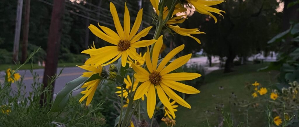 The Best Flower Seeds