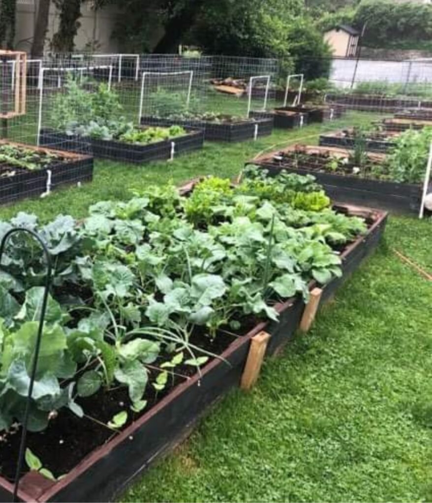 The Best Way to set up a garden