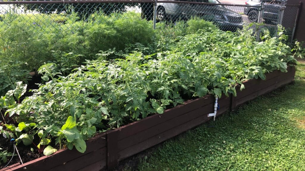 The Best Raised Garden Beds