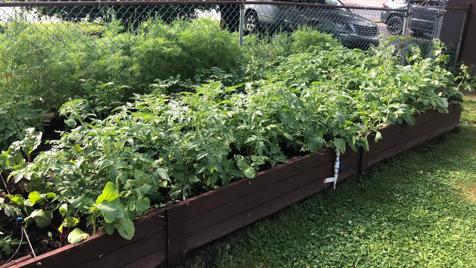 The Best Raised Garden Beds