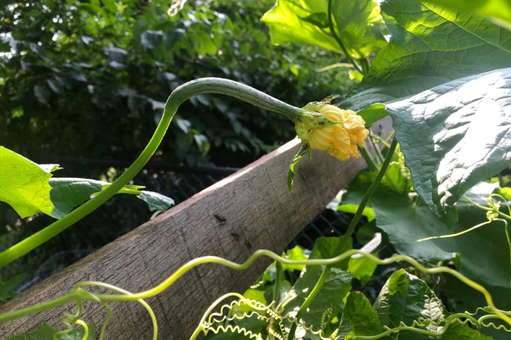 How to start a garden at home