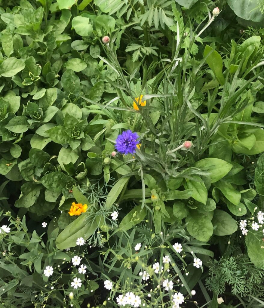 Gardening
