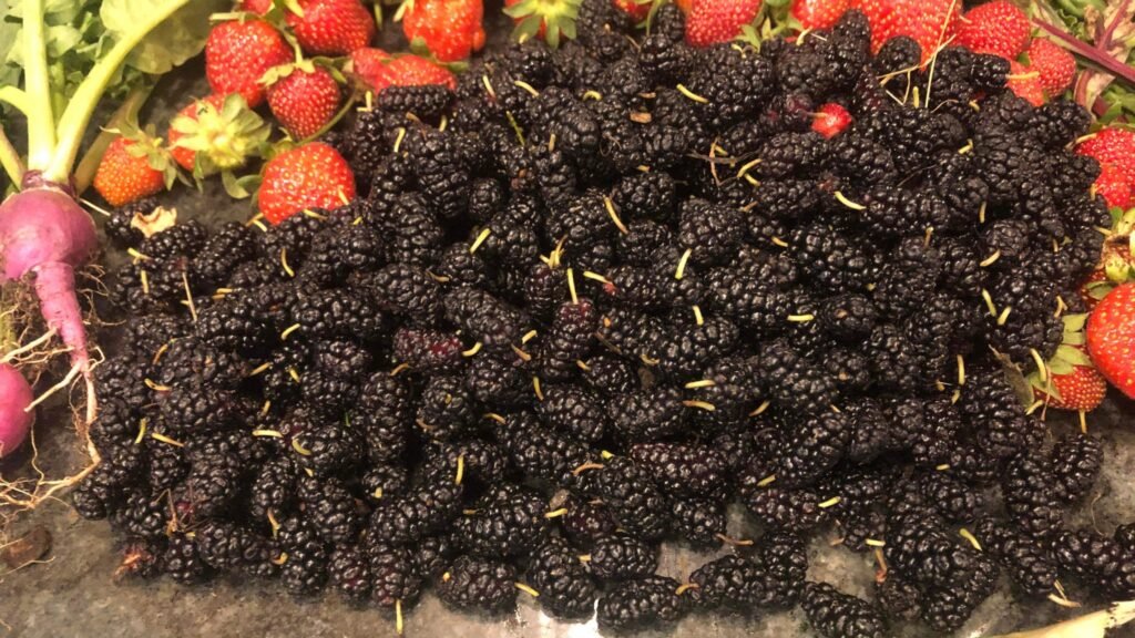 Mulberries From The Garden