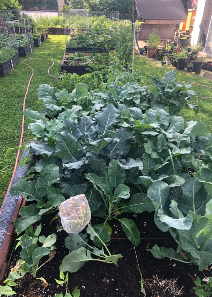 Watering a garden