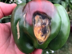 What is the best way to reduce food waste